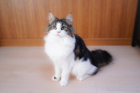 成約済の愛知県のノルウェージャンフォレストキャット-104237の4枚目